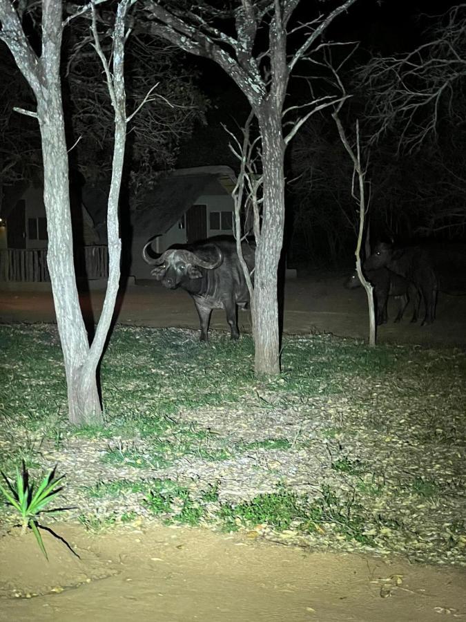 Wild Ride Safaris And Bush Camp Villa Hoedspruit Eksteriør billede