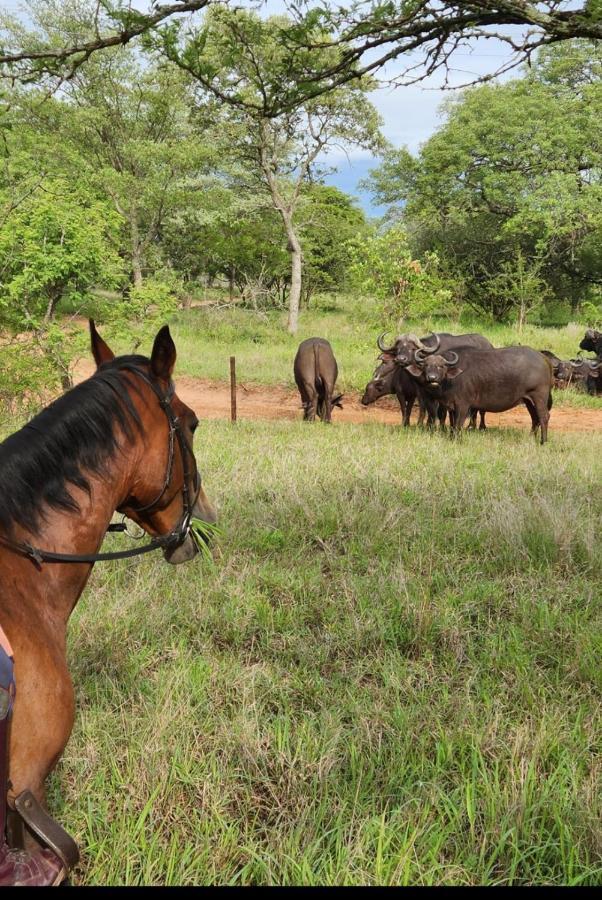 Wild Ride Safaris And Bush Camp Villa Hoedspruit Eksteriør billede